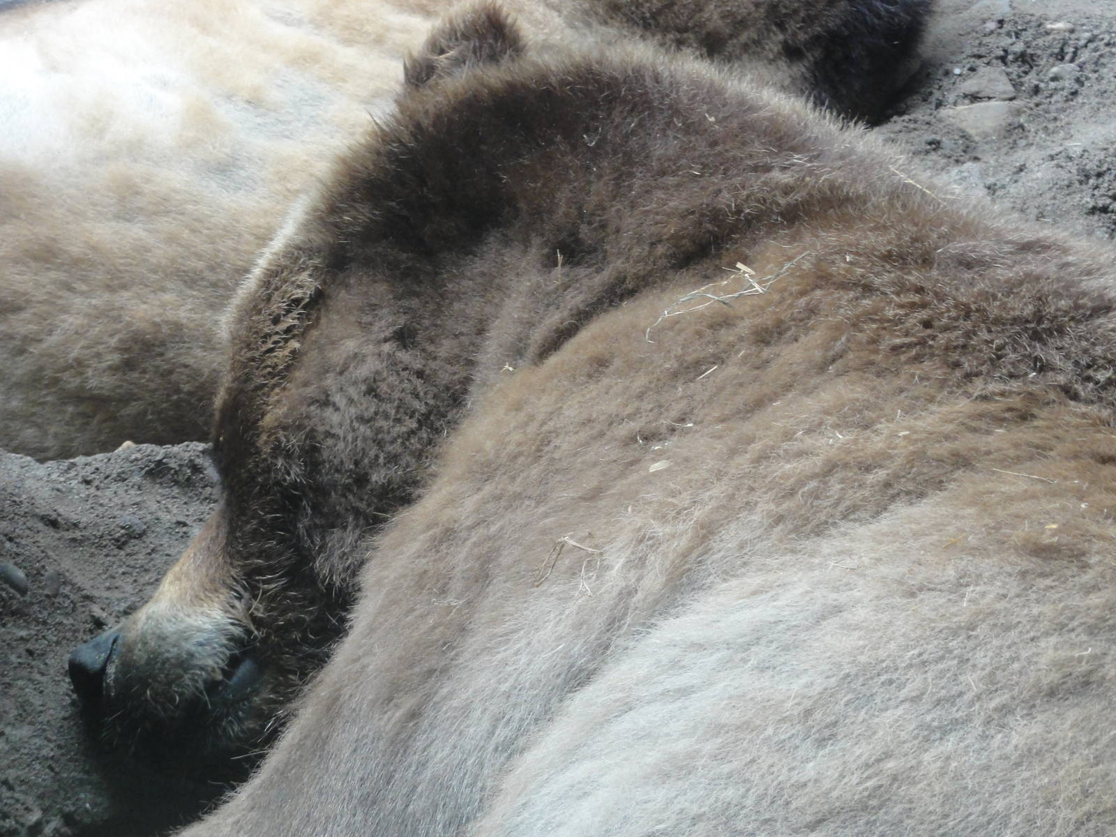 Central Park Zoo: July 2016