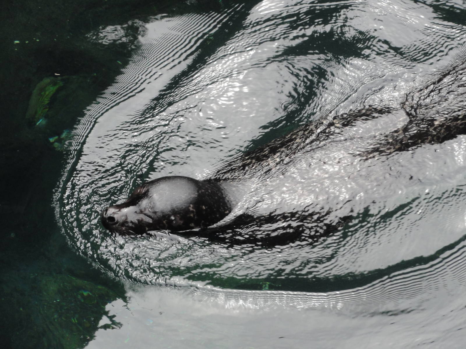 Central Park Zoo: July 2016