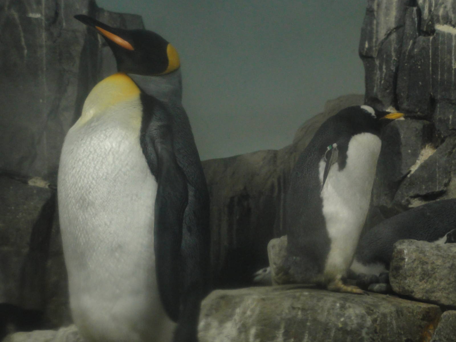 Central Park Zoo: July 2016