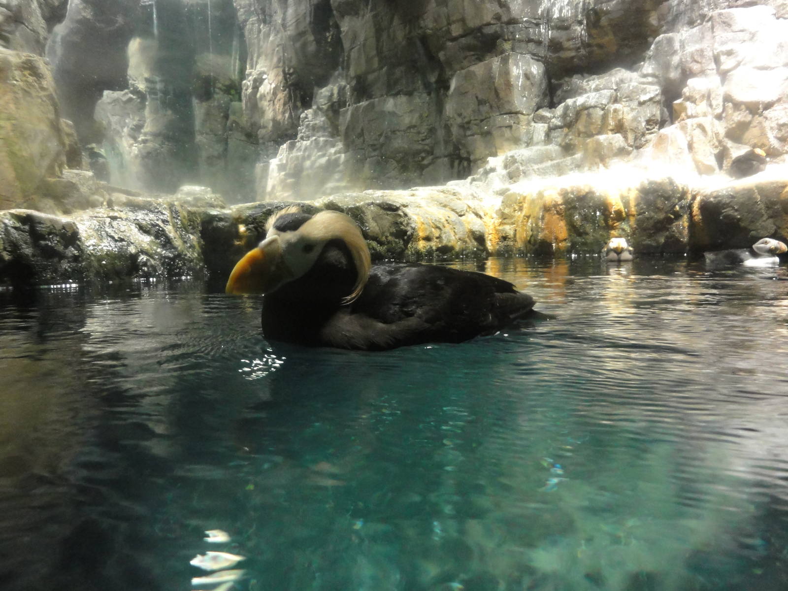 Central Park Zoo: July 2016