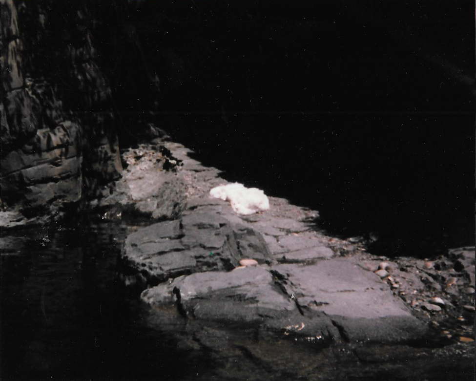 Central Park Zoo, late 1990s, arctic foxes