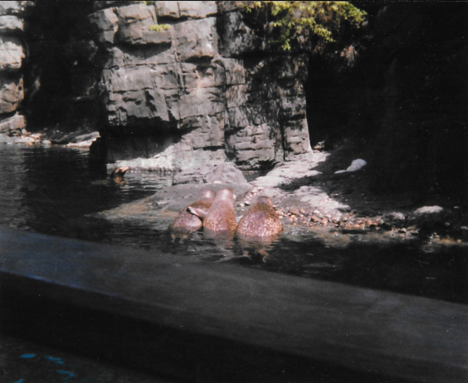 Central Park Zoo, late 1990s, harbor seals