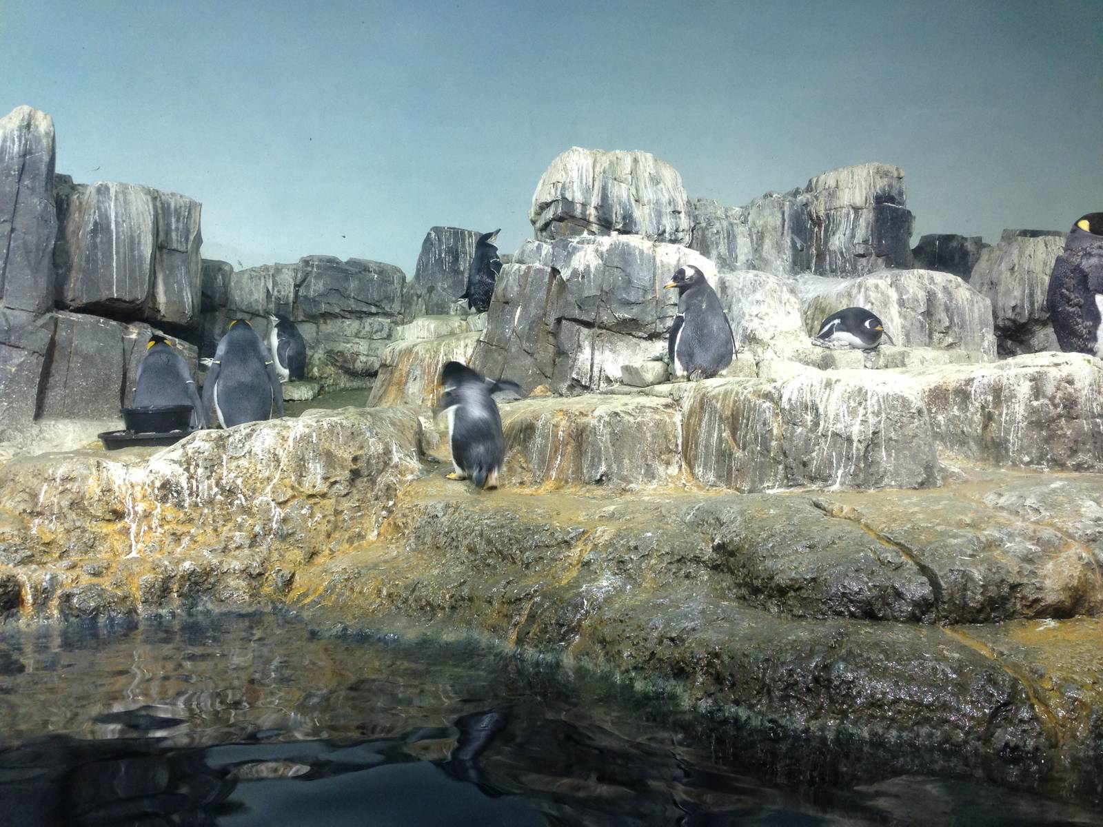 Central Park Zoo- Penguin Exhibit