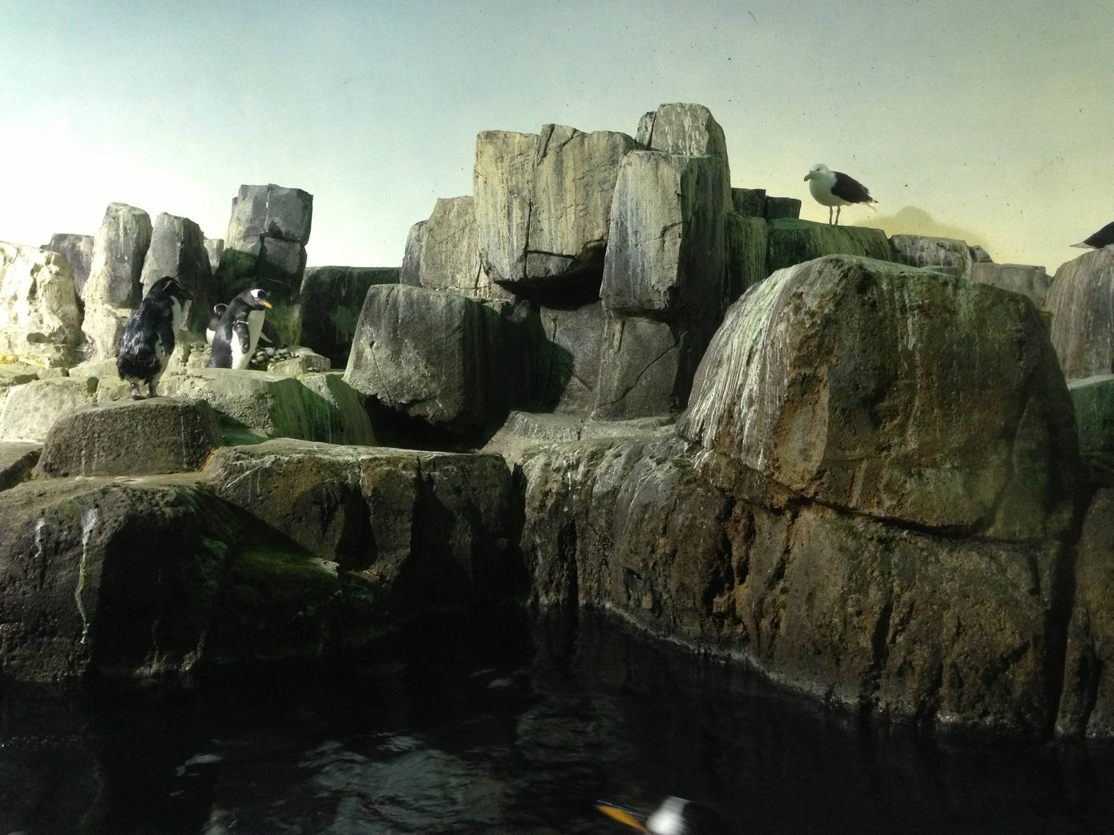 Central Park Zoo- Penguin Exhibit