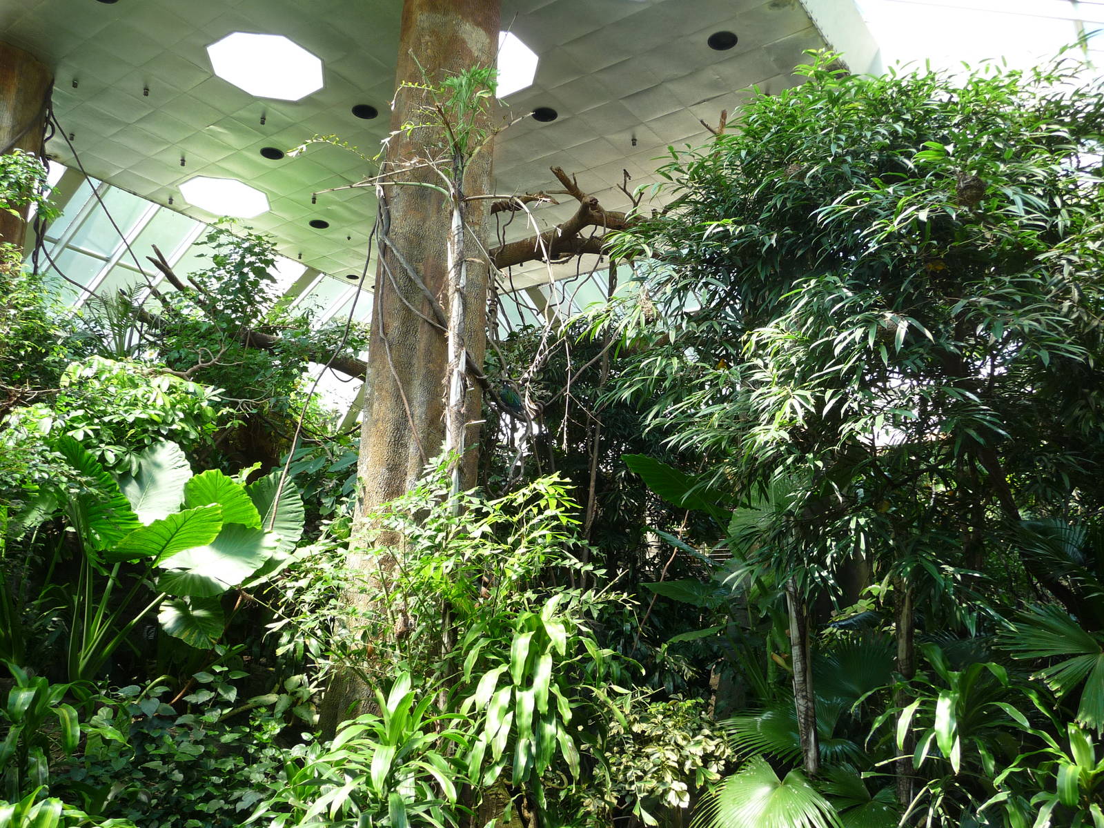 Central Park Zoo - Rainforest Building