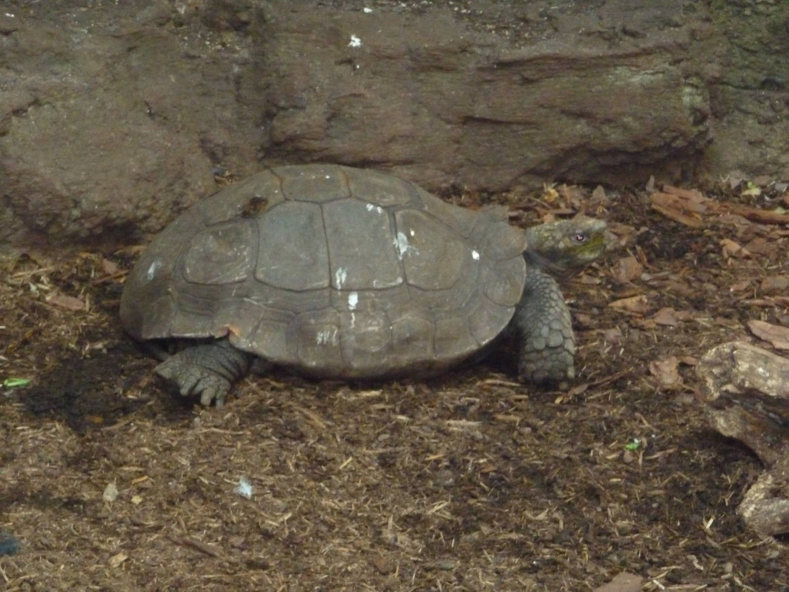 Central Park Zoo - Rainforest Building