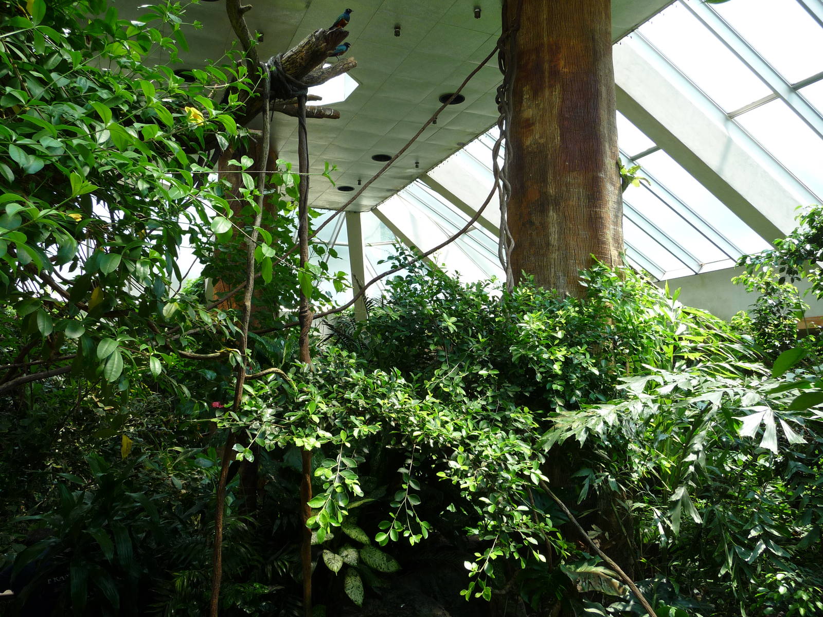 Central Park Zoo - Rainforest Building