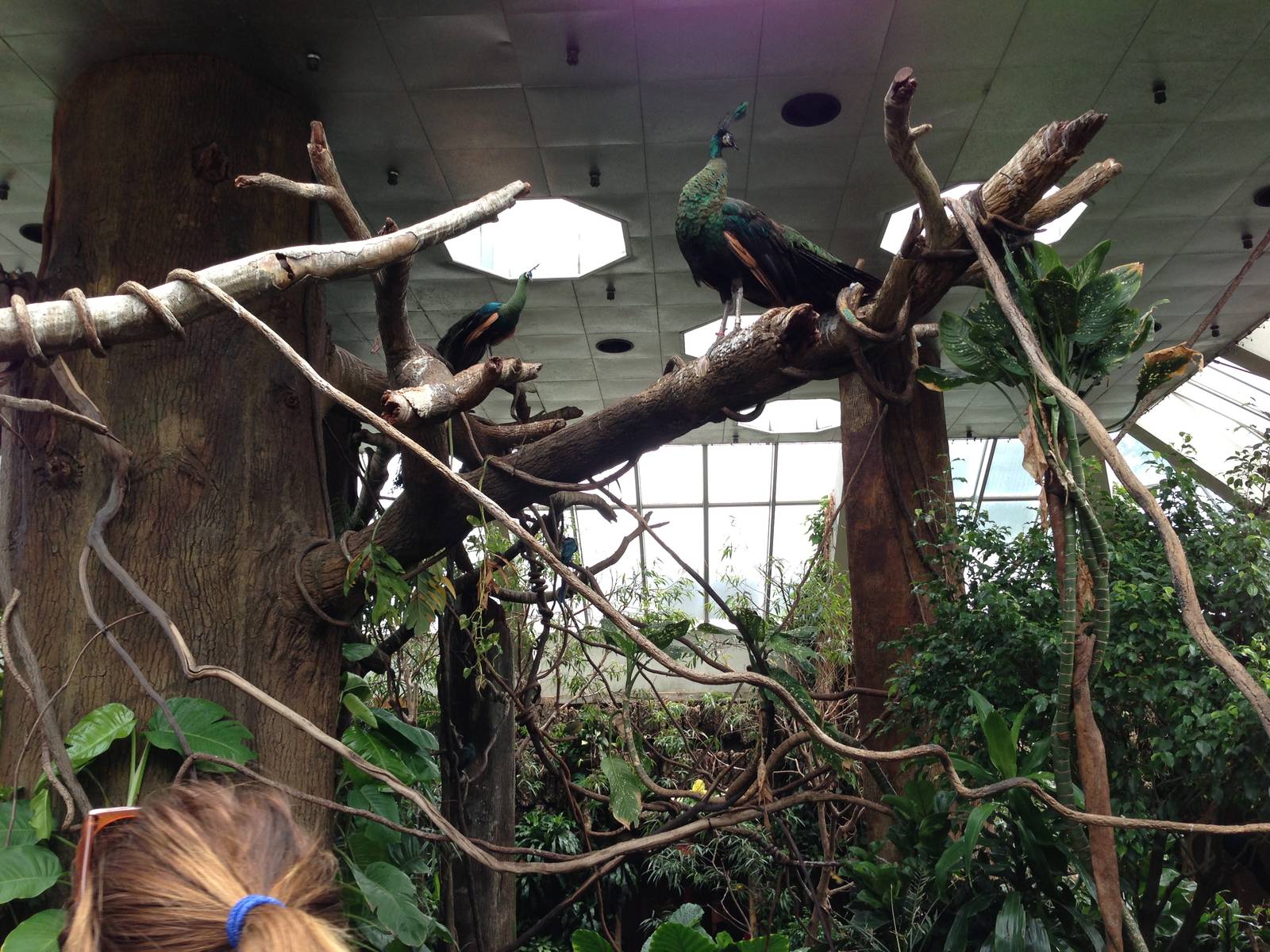 Central Park Zoo- Tropics Building