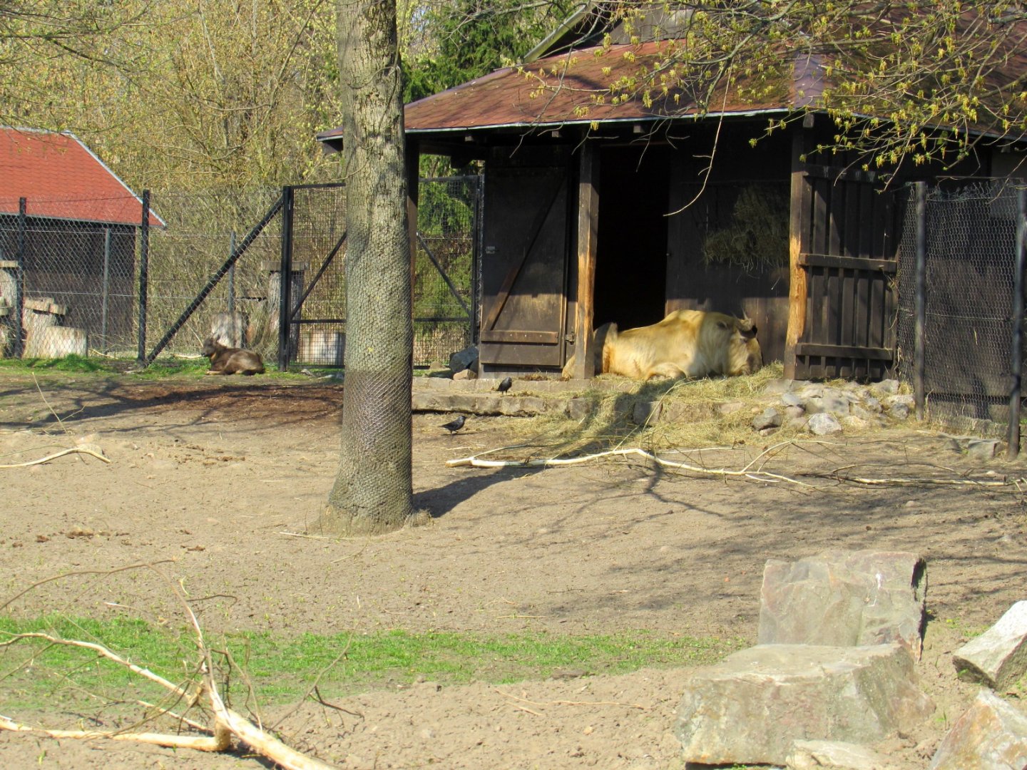 Central part enclosure takin and gorals.