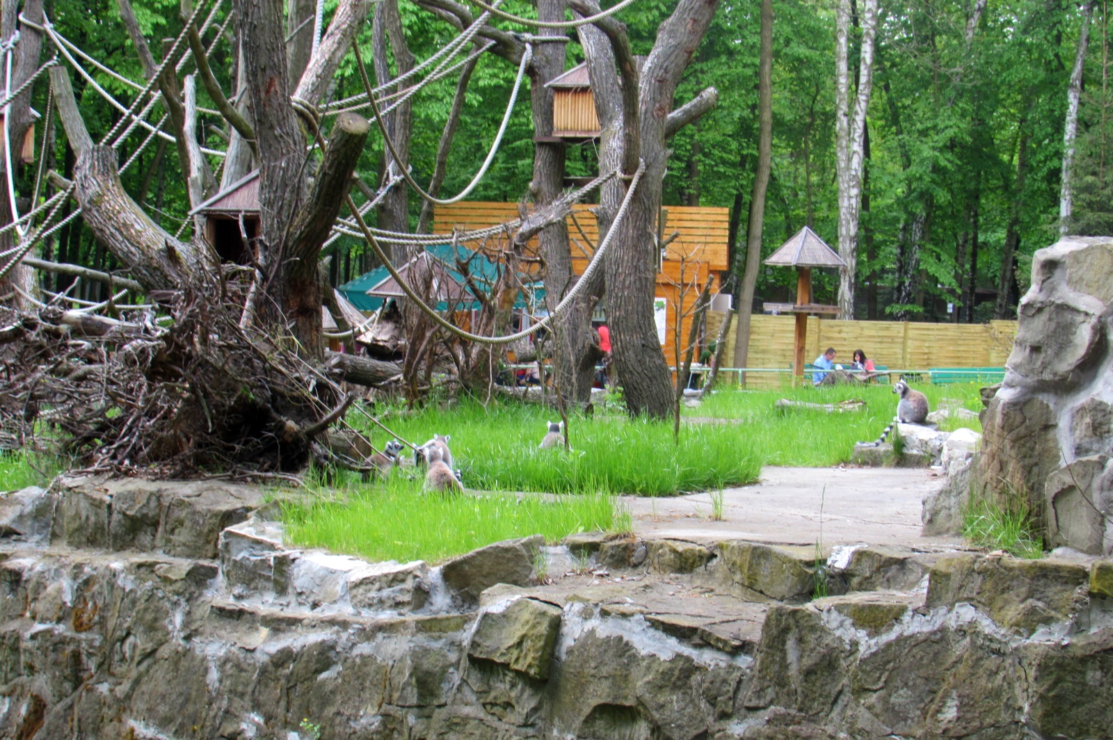 Central part Ring-tailed Lemur enclosure - 05/2015