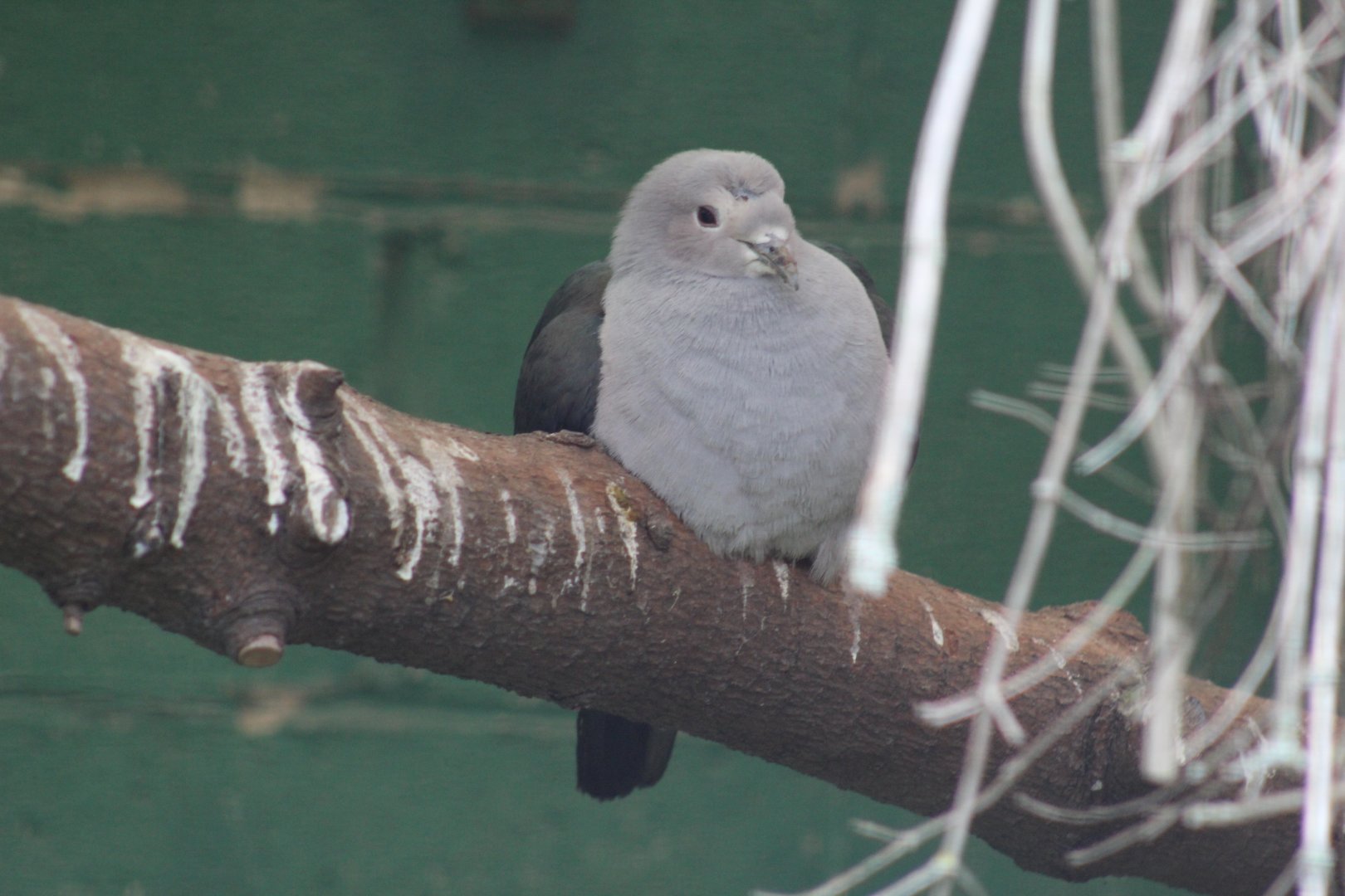 Central Philippines Green Imperial-Pigeon