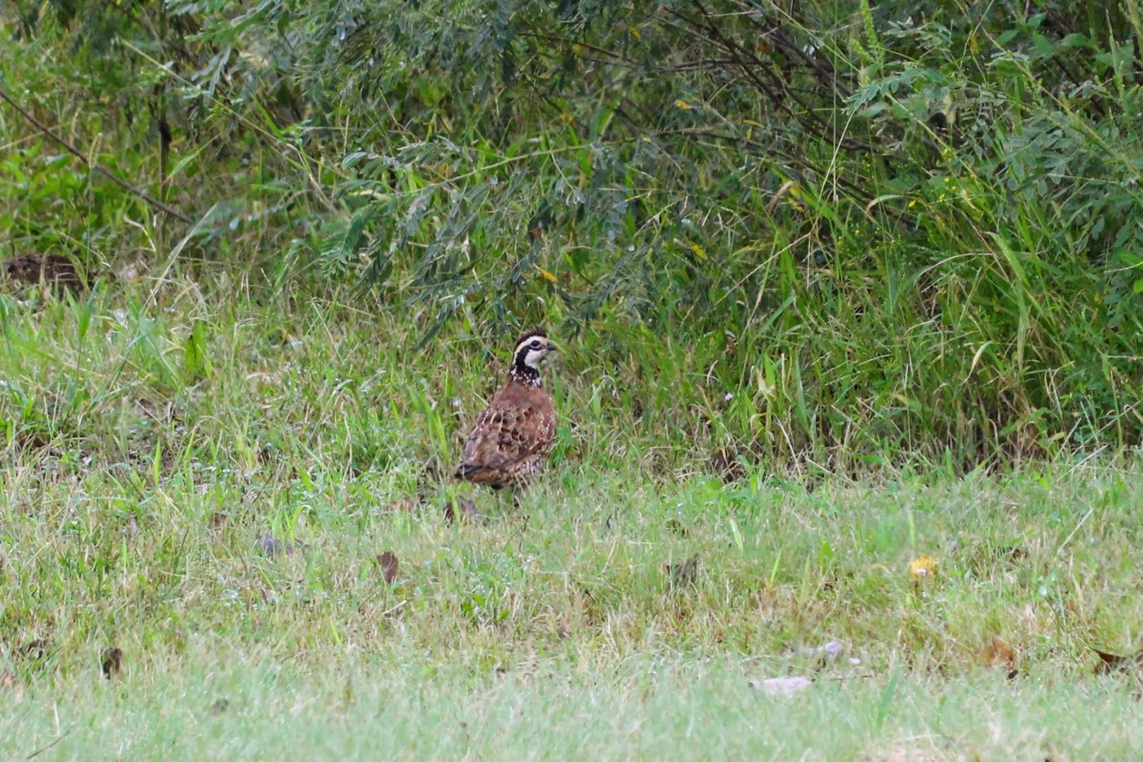 Central Plains Bobwhite