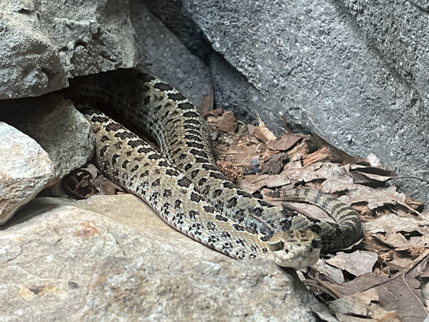 Central Plateau Dusky Rattlesnake