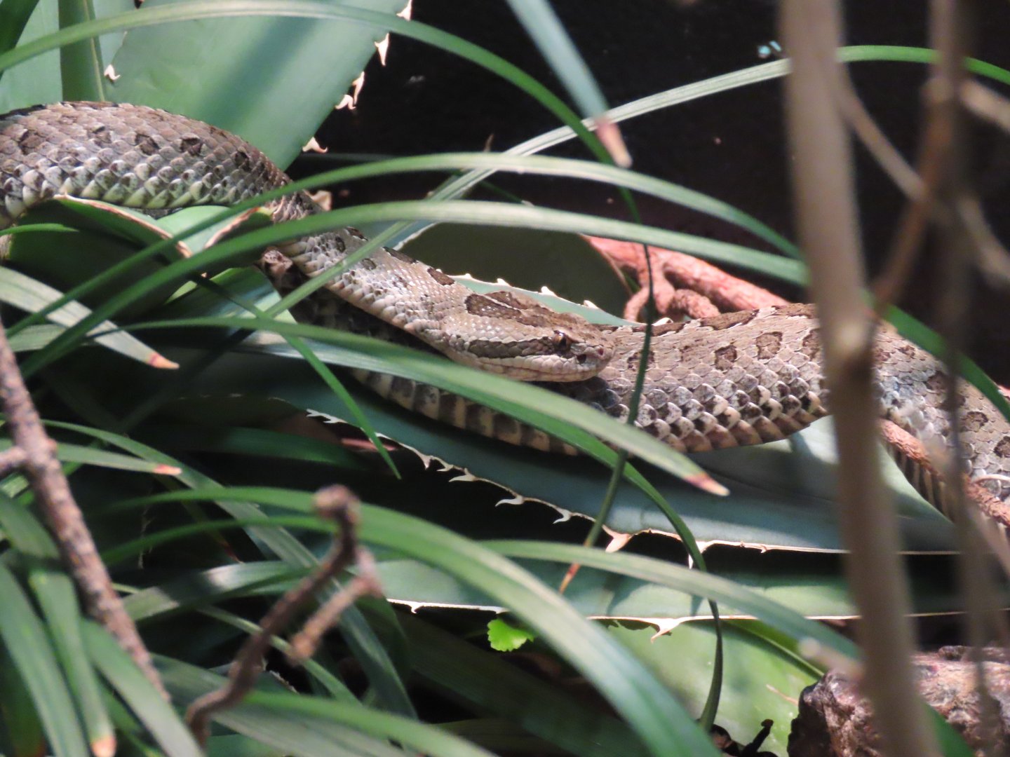 Central Plateau Rattlesnake (Crotalus triseriatus)