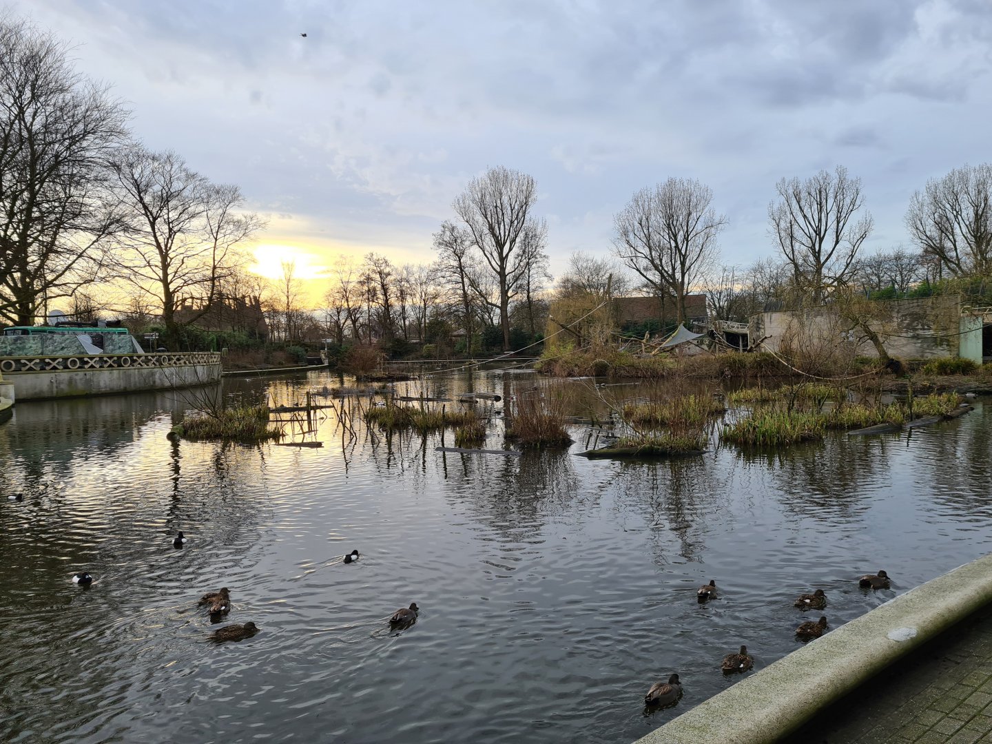 Central pond in the zoo