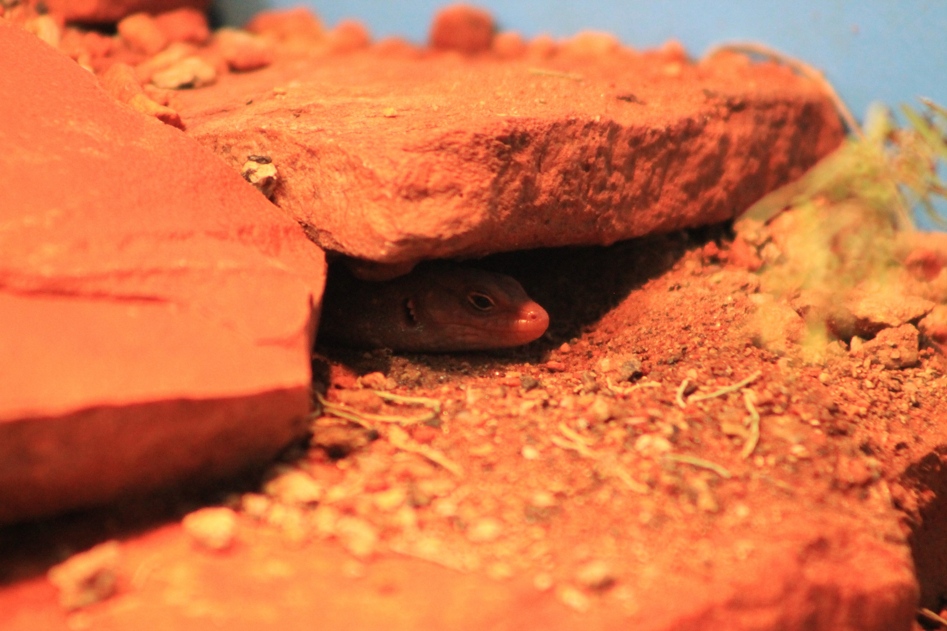 Central Ranges Rock Skink (Liopholis margaretae)