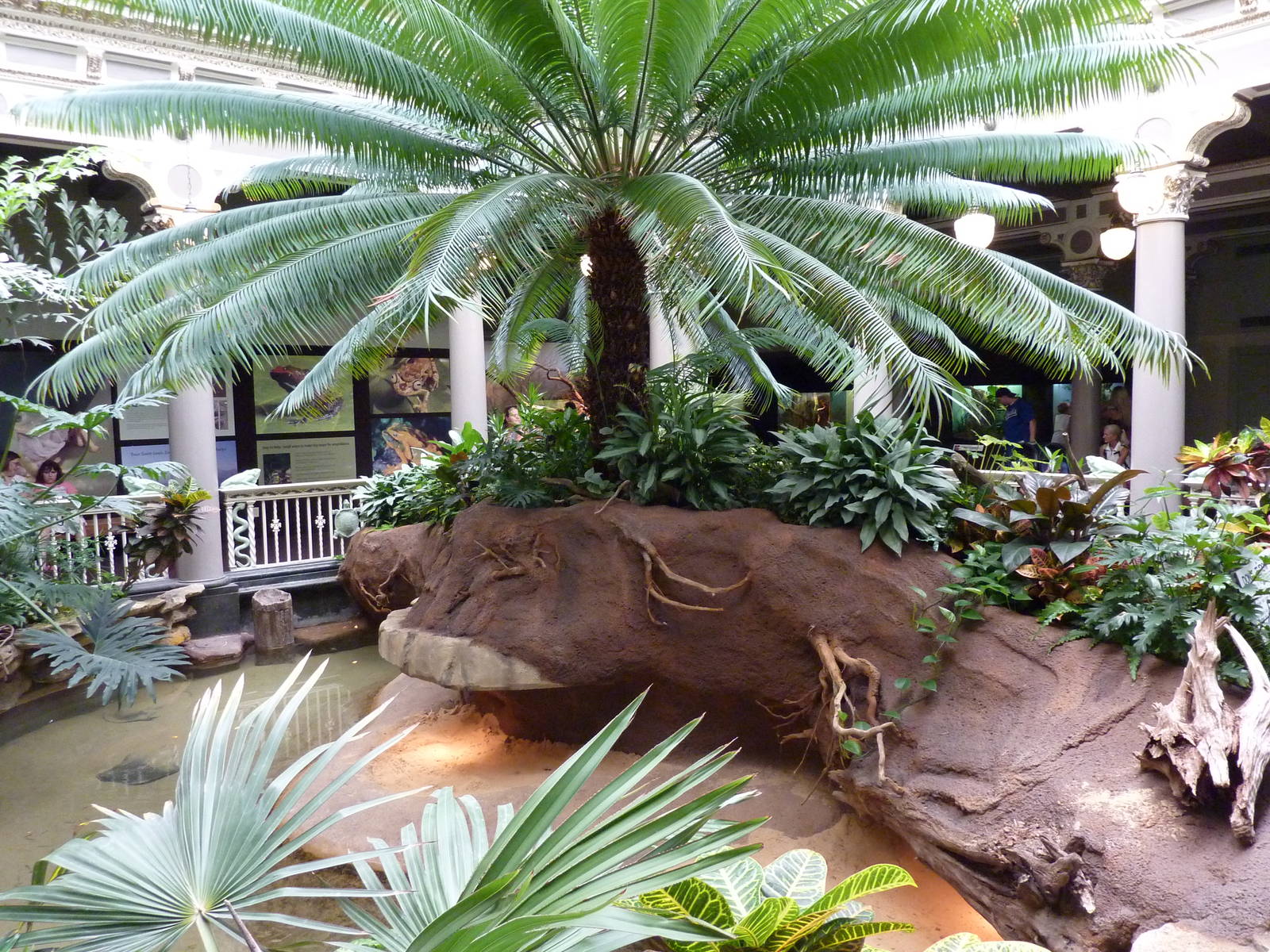 Central Rotunda - Forest Turtle Exhibit