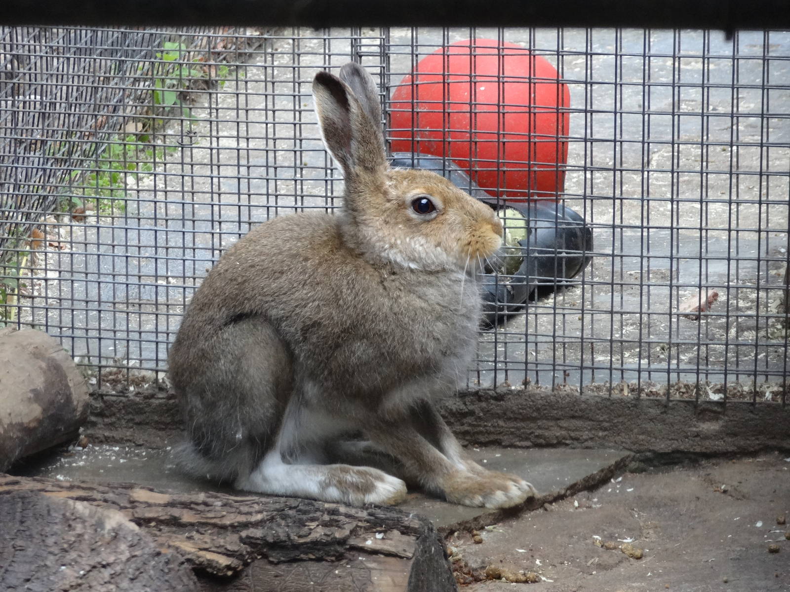 Central russian mountain hare