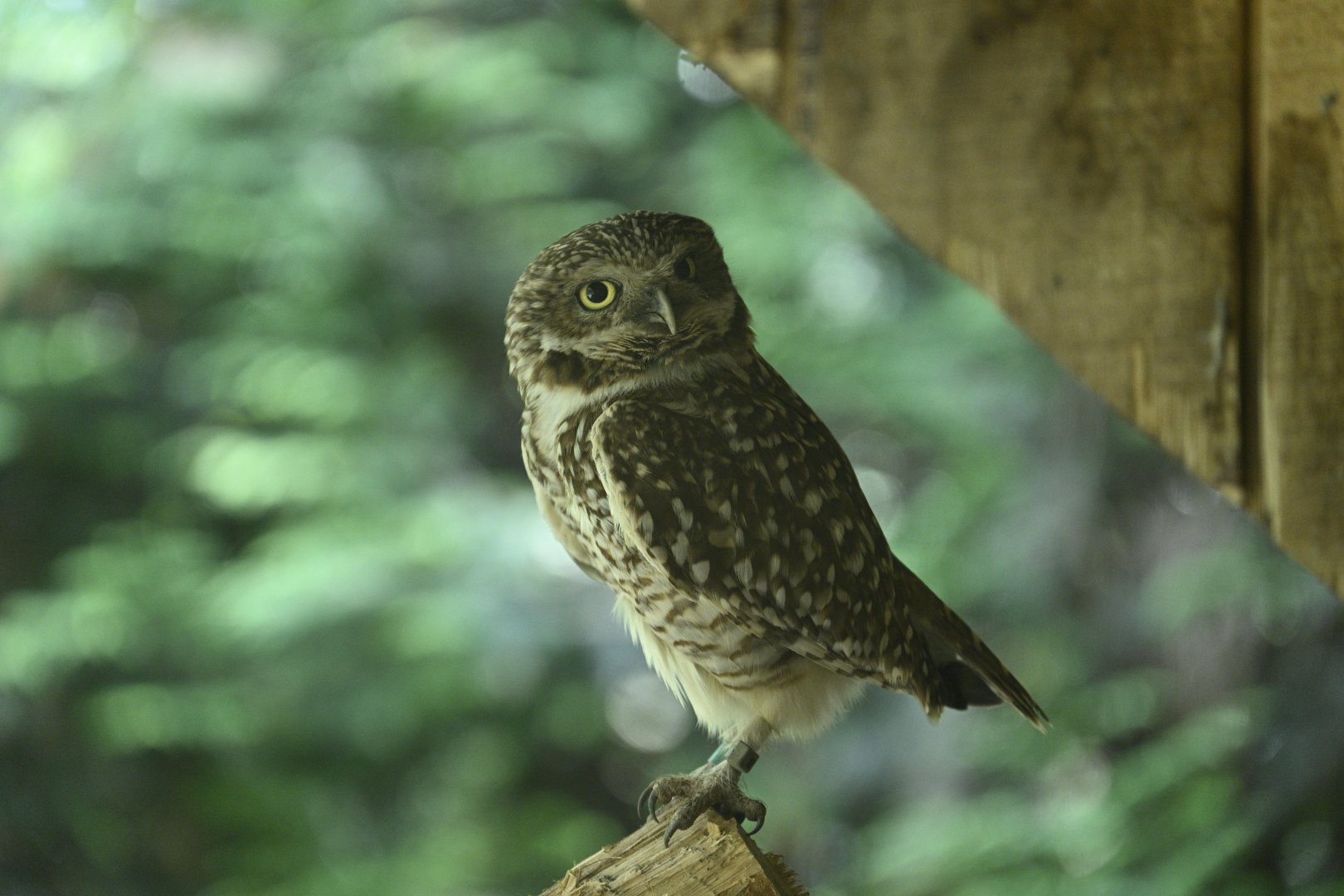 Central/South America Exhibits - Burrowing Owl (Athene cunicularia)