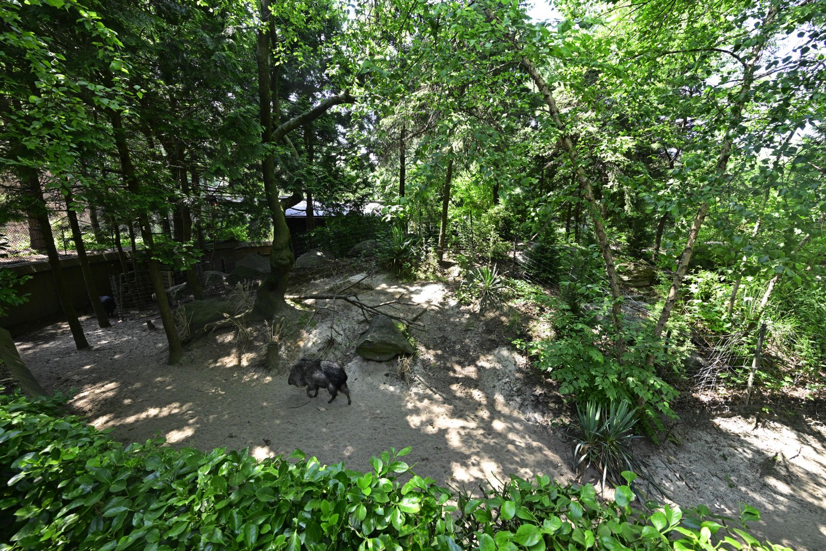 Central/South America Exhibits - Chacoan Peccary (Catagonus wagneri) Exhibit