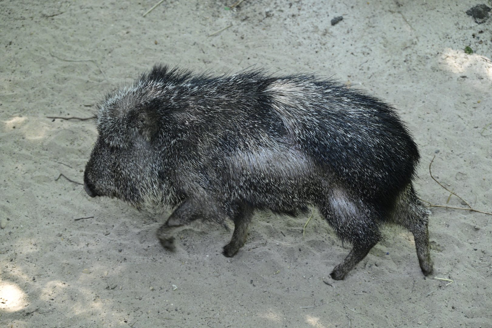 Central/South America Exhibits - Chacoan Peccary (Catagonus wagneri)