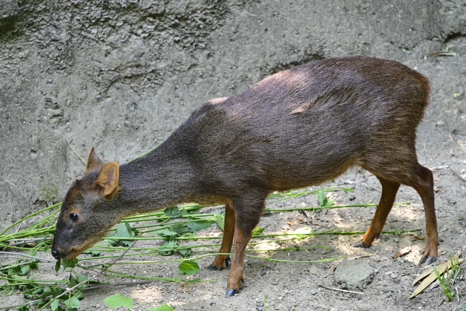 Central/South America Exhibits - Southern Pudu (Pudu puda)
