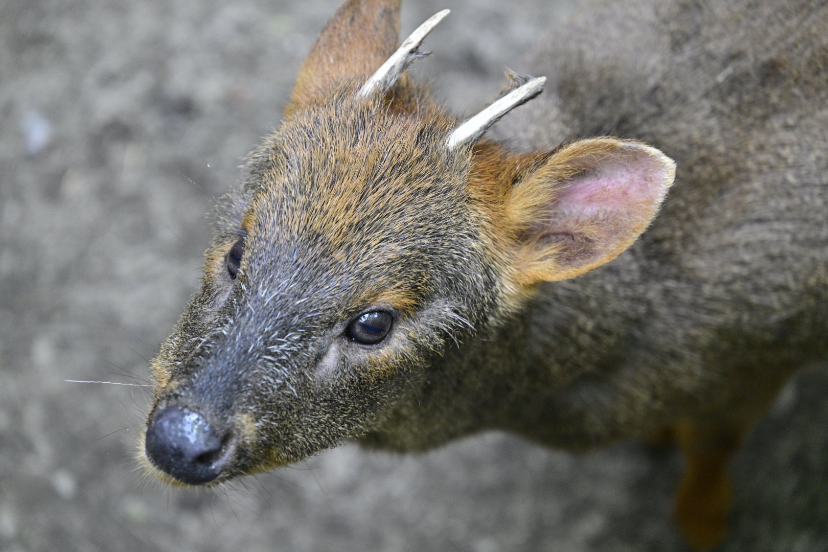 Central/South America Exhibits - Southern Pudu (Pudu puda)