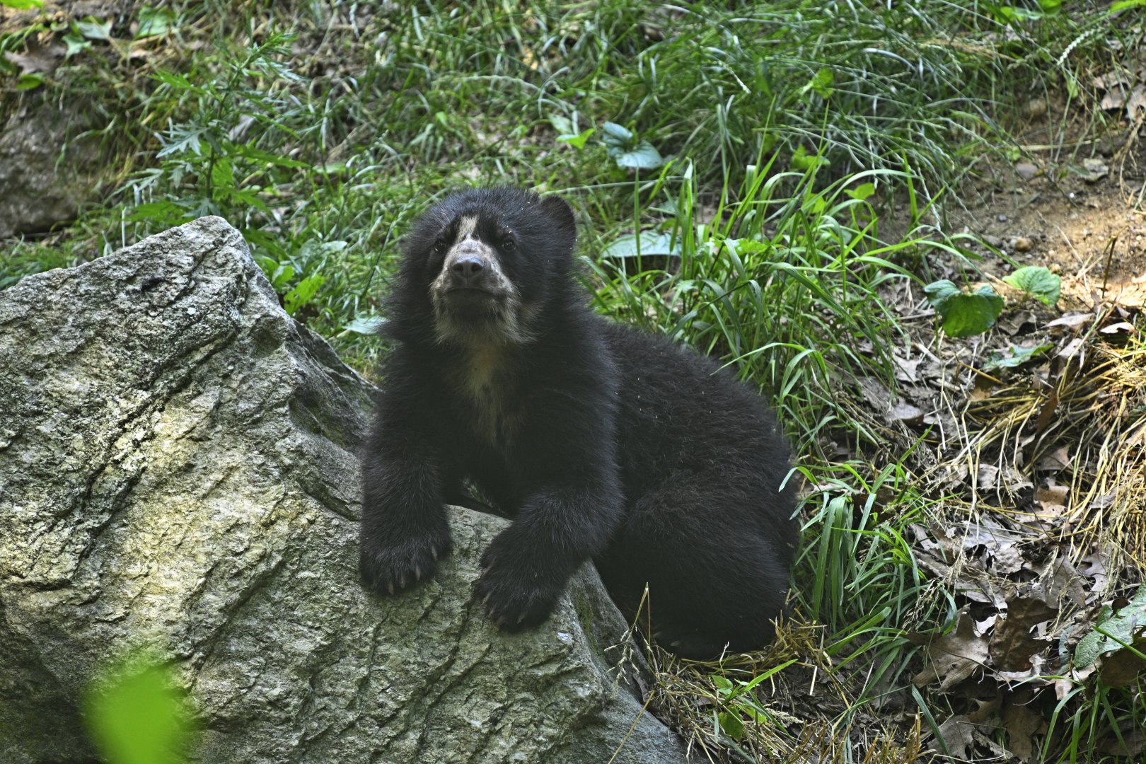 Central/South America Exhibits - Spectacled Bear (Tremarctos ornatus) Cub