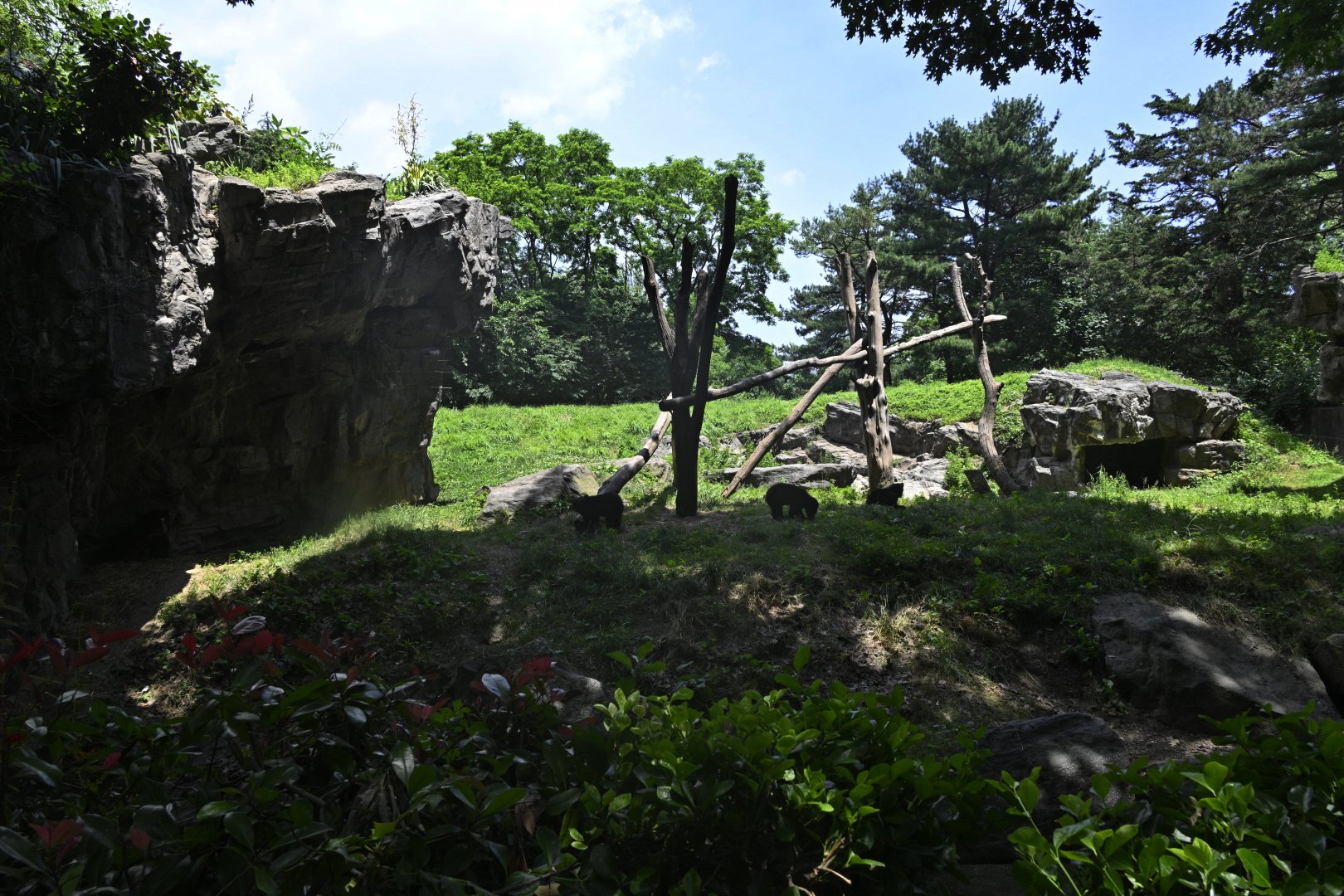 Central/South America Exhibits - Spectacled Bear (Tremarctos ornatus) Exhibit