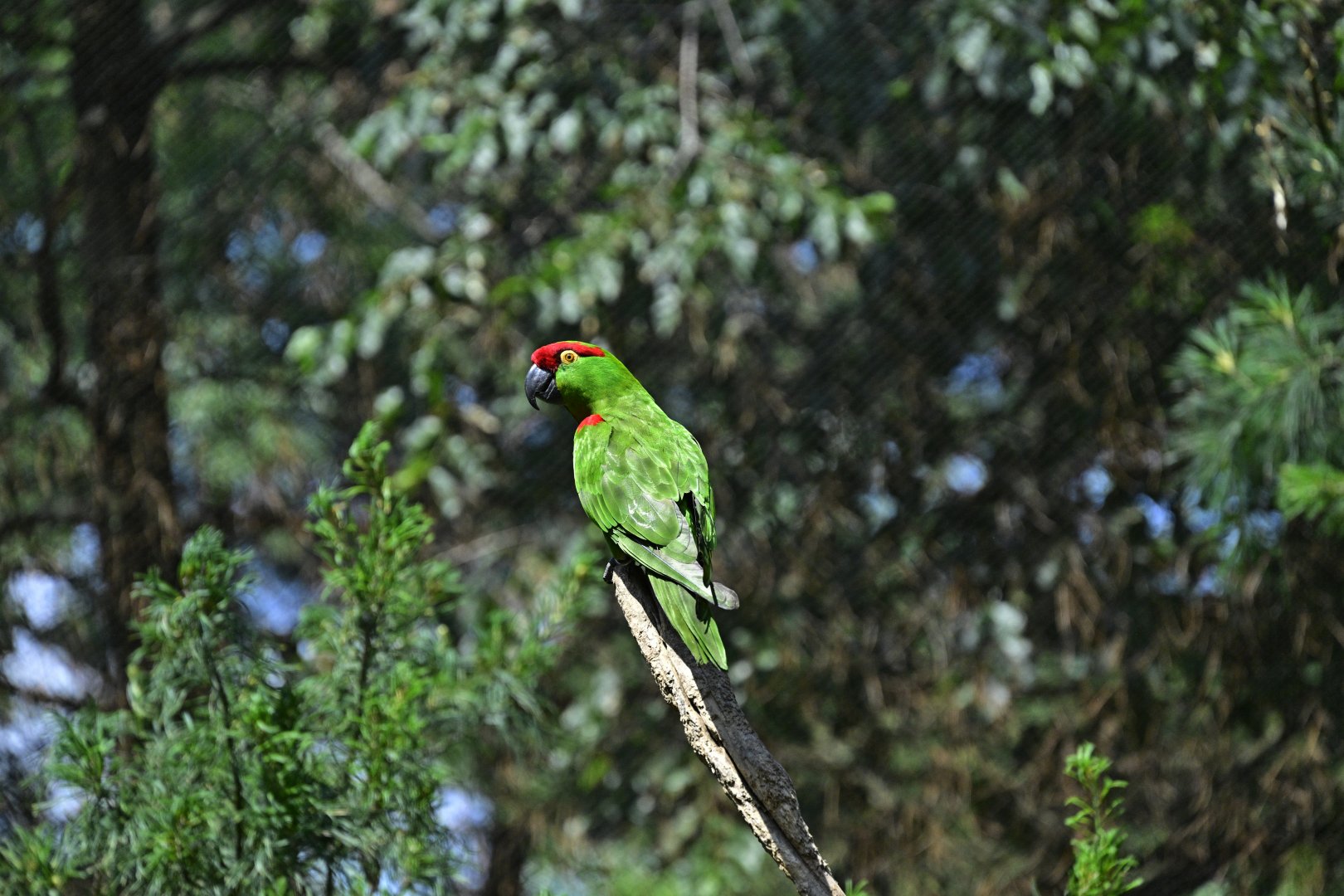 Central/South America Exhibits - Thick-billed Parrot (Rhynchopsitta pachyrhyncha)