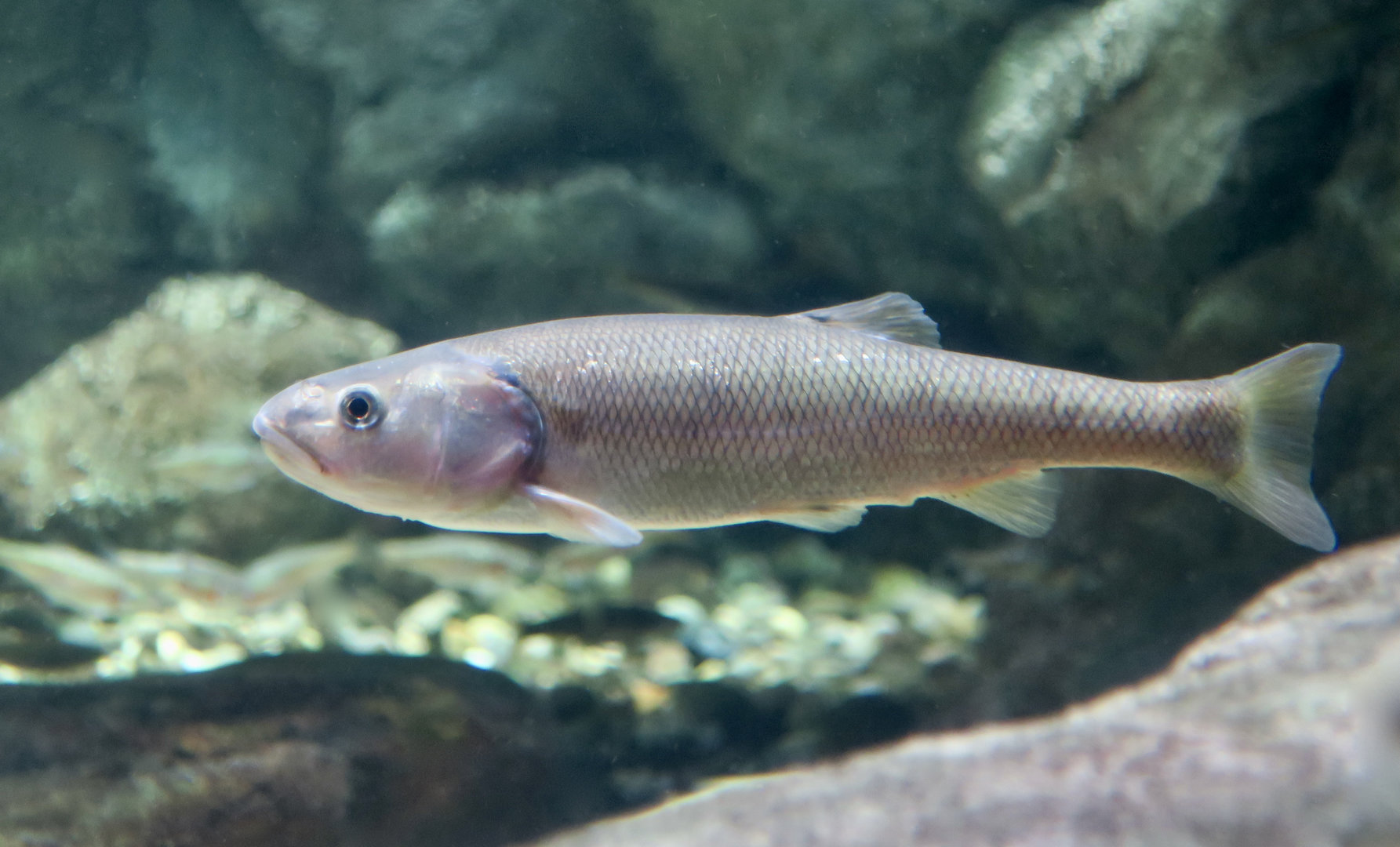 Central Stoneroller (Campostoma anomalum)
