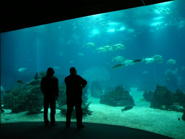 Central tank Lisbon Oceanario (aquarium)