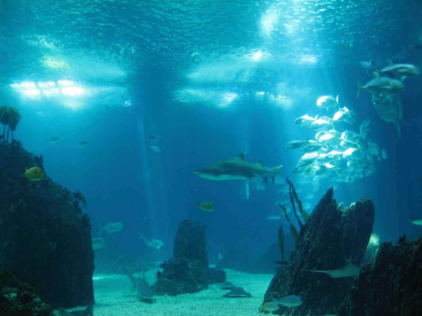 Central Tank with Shark