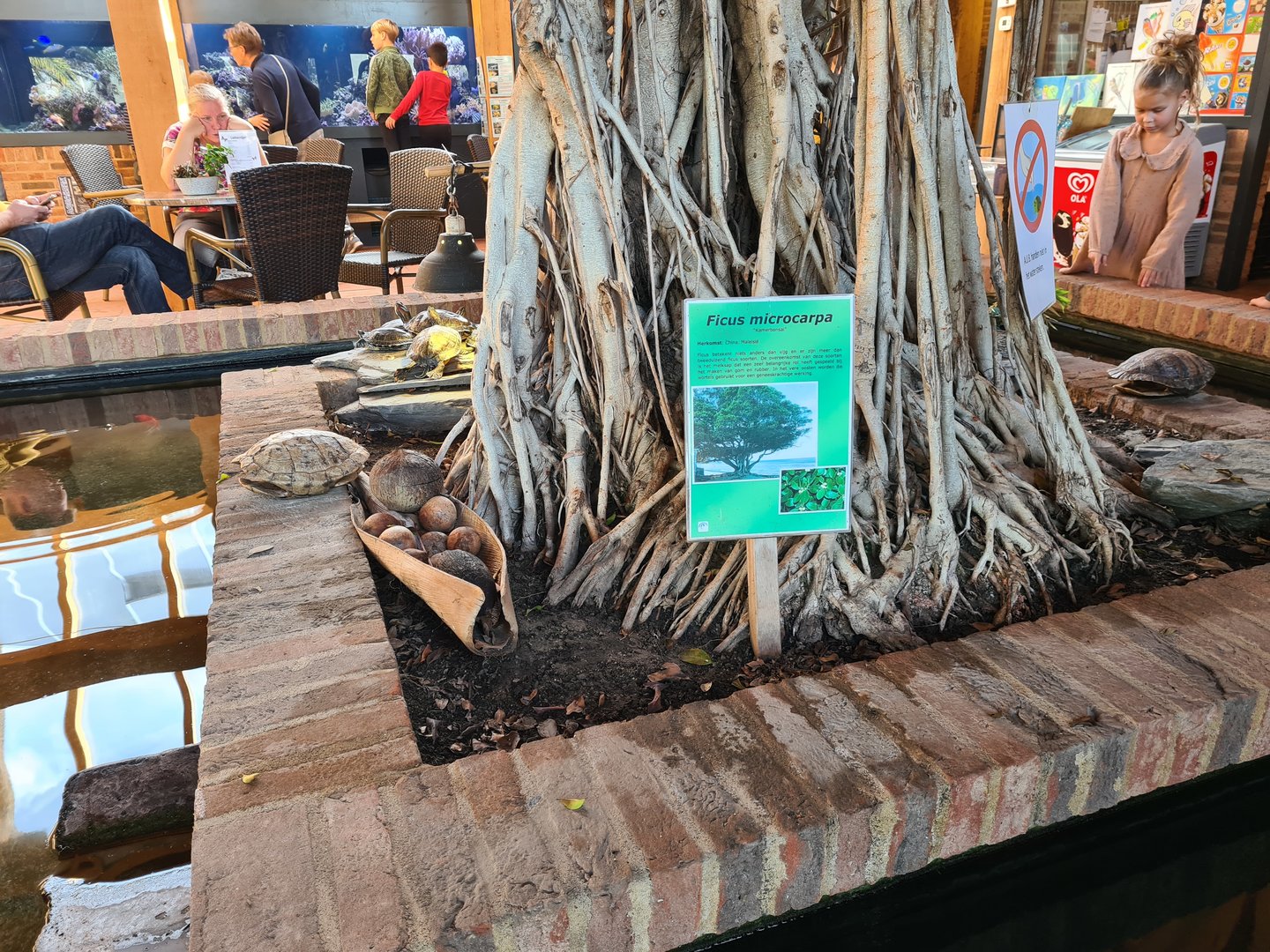 Central turtle enclosure in the entrance building