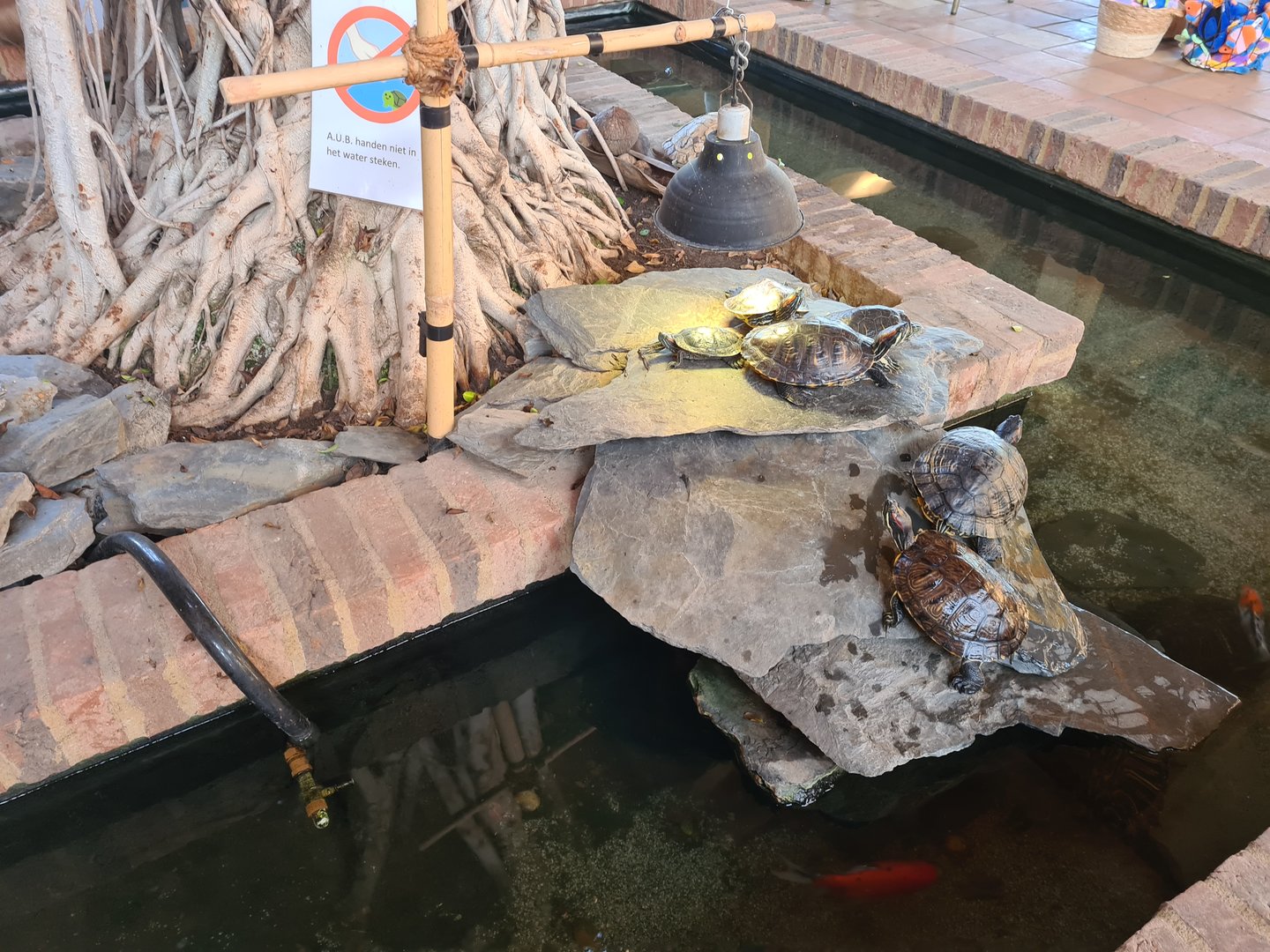 Central turtle enclosure in the entrance building