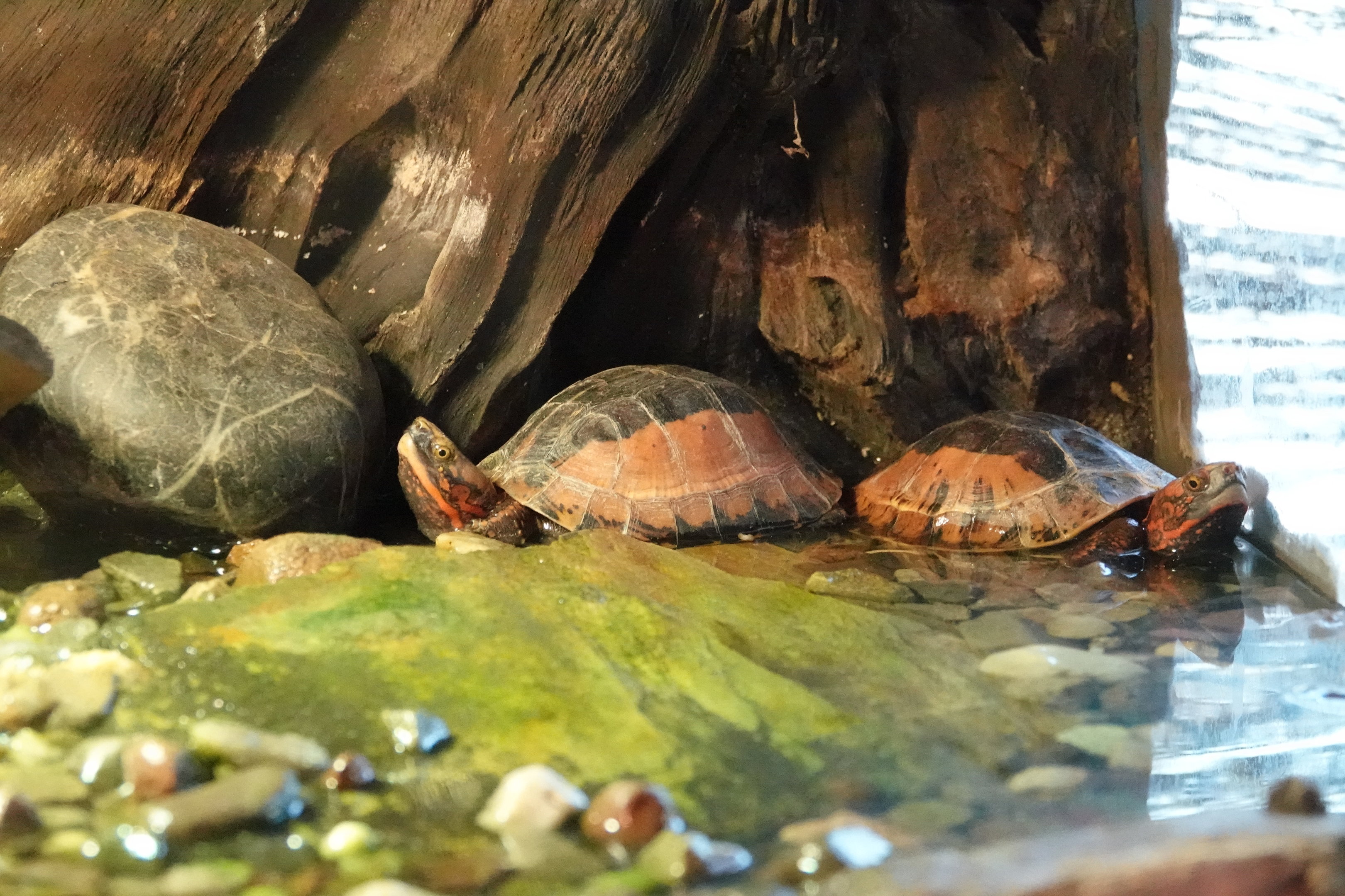 Central Vietnamese flowerback box turtle