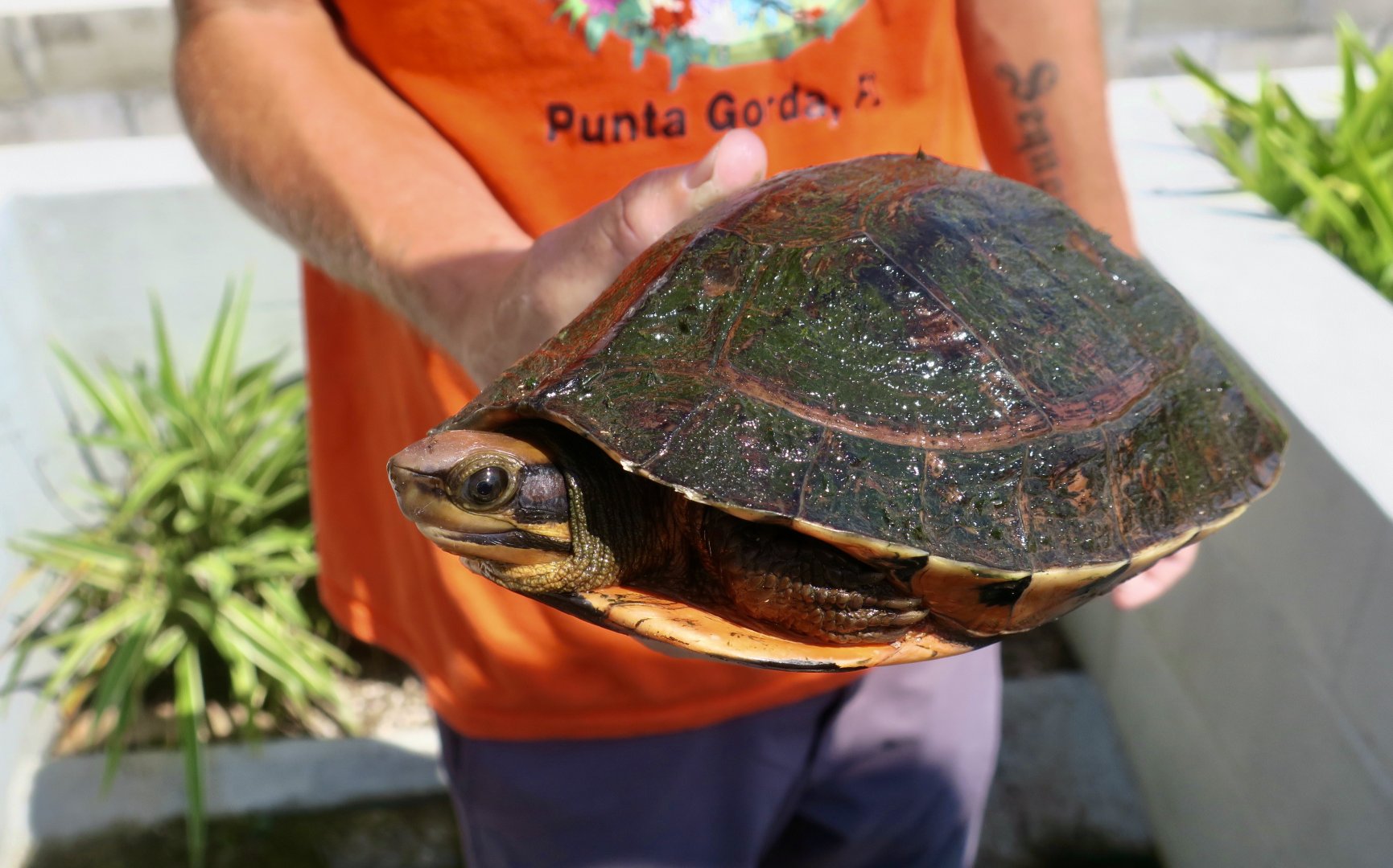 Central Vietnamese Three-Striped Box Turtle (Cuora cyclornata cyclornata)