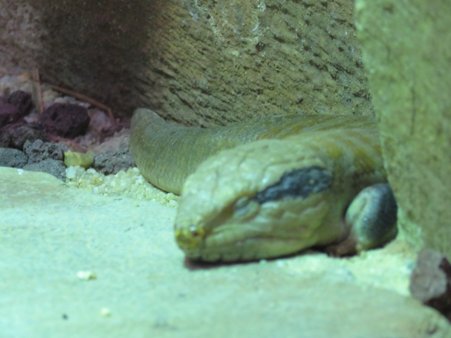 Centralian Blue Tongue Lizard