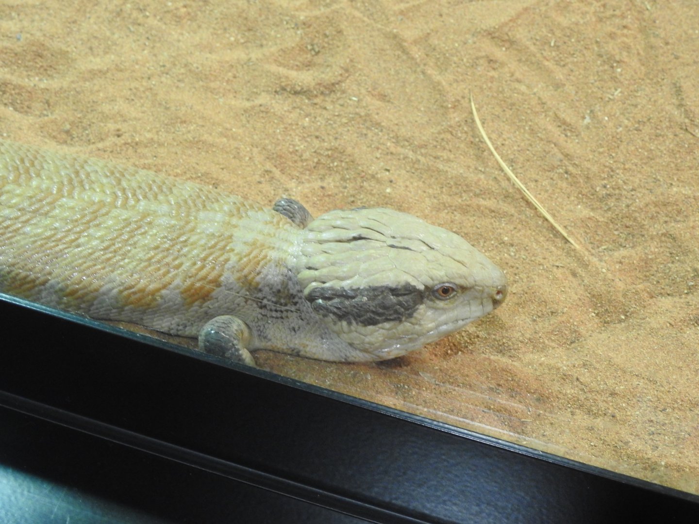 Centralian Blue-Tongue Skink