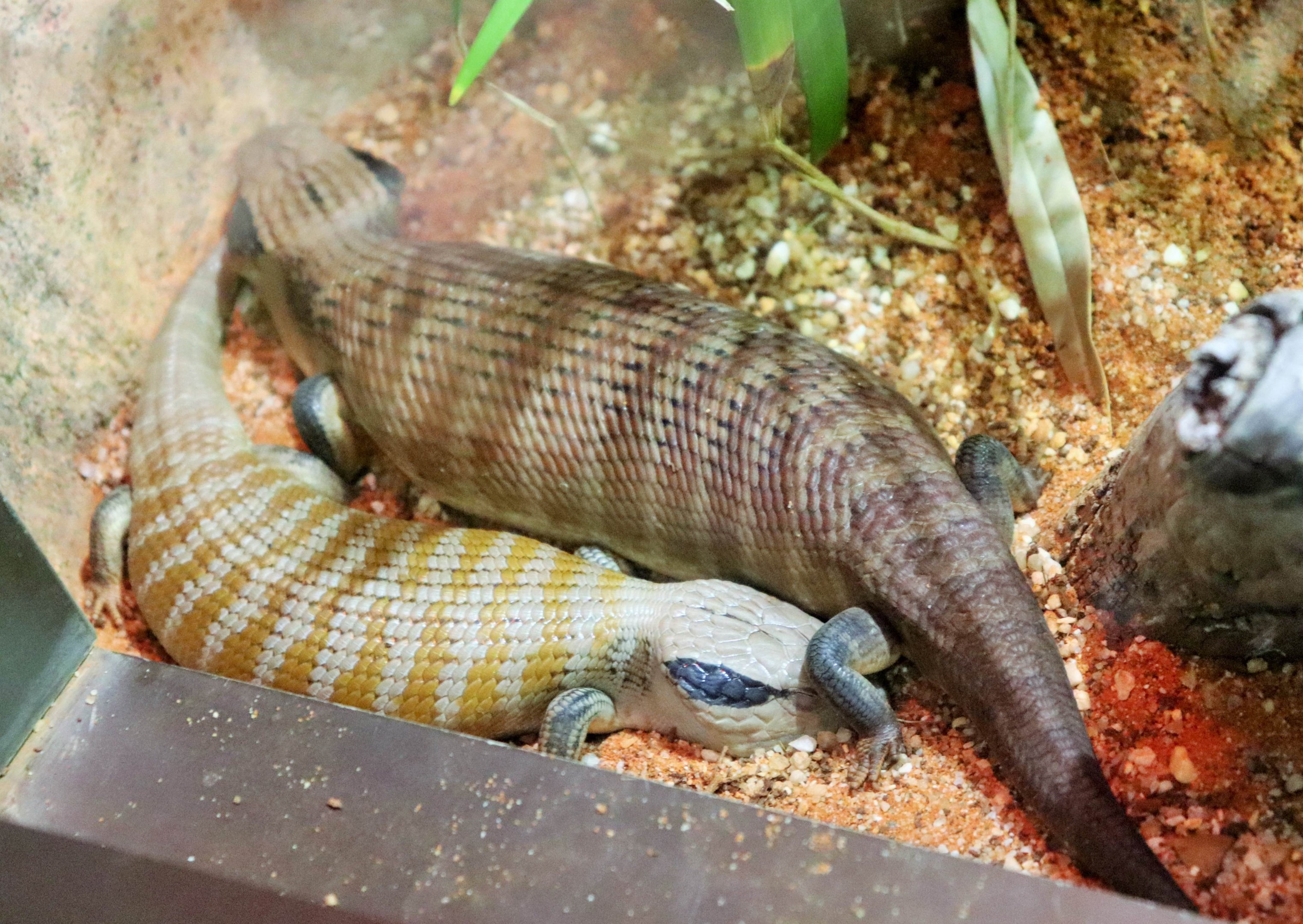 Centralian Blue-tongue (Tiliqua multifasciata)