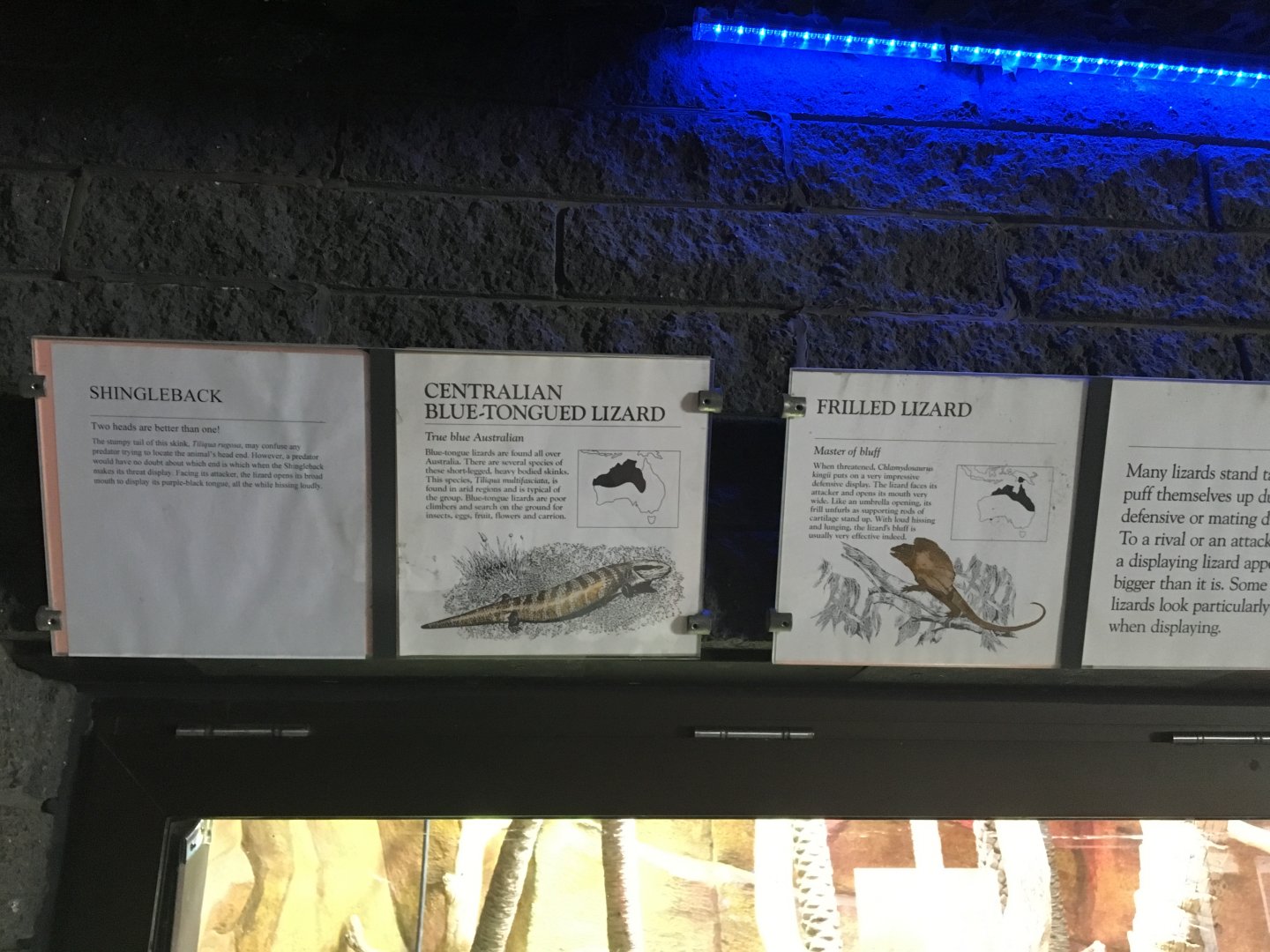 Centralian Blue-Tongued Lizard & Frilled Lizard