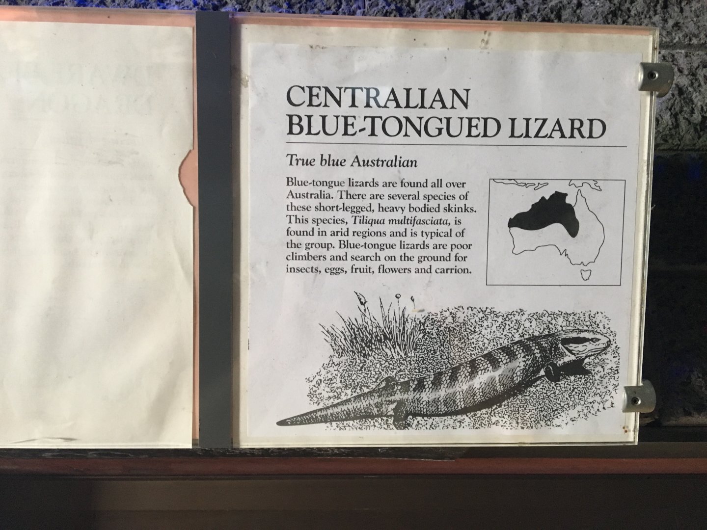 Centralian Blue-Tongued Lizard