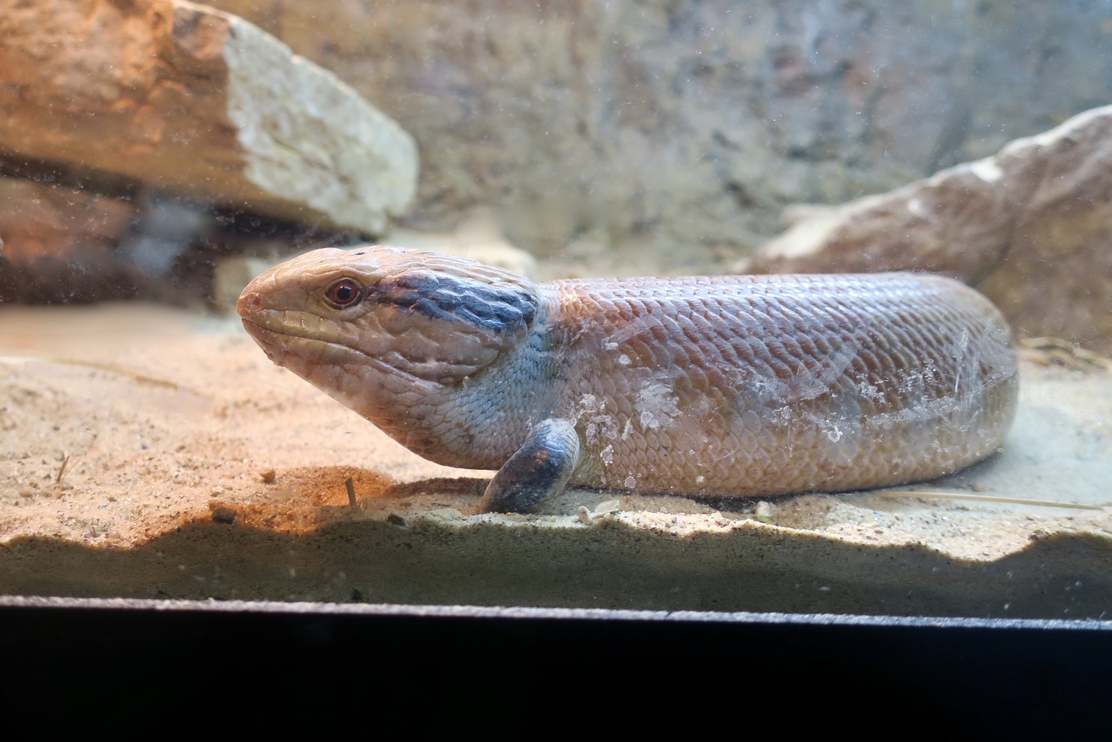 Centralian Blue-Tongued Skink (Tiliqua multifasciata)