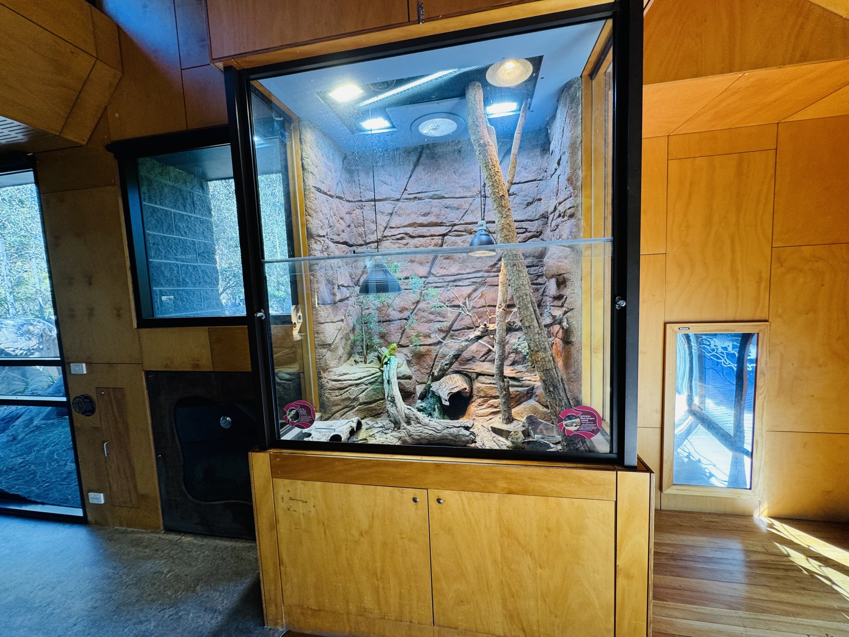 Centralian Bluetongue/Bearded dragon enclosure
