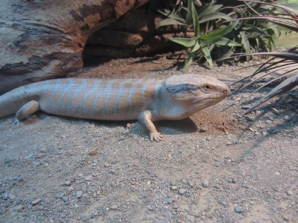Centralian Bluetongue Skink