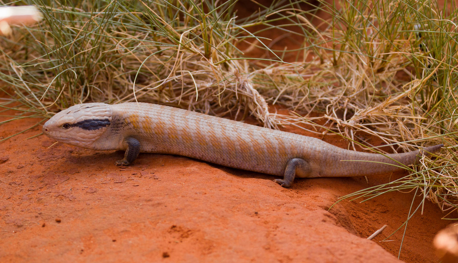 Centralian Bluetongue Skink