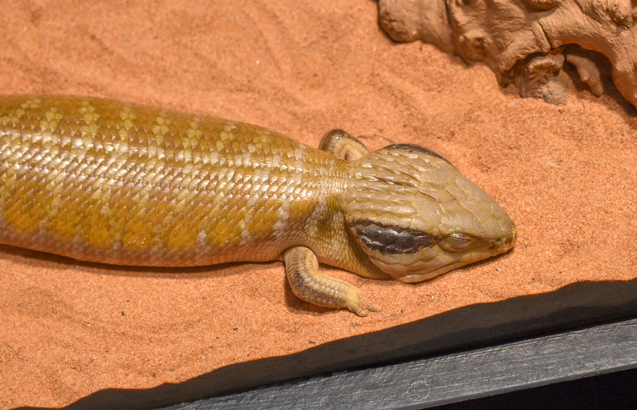 Centralian Bluetongue