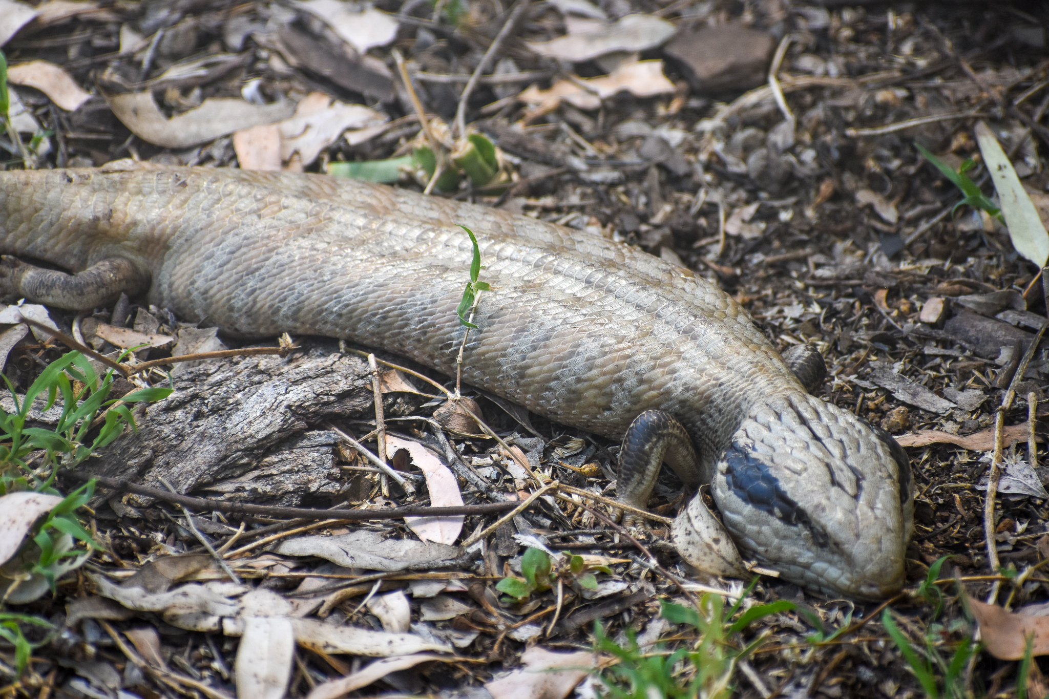 Centralian Bluetongue