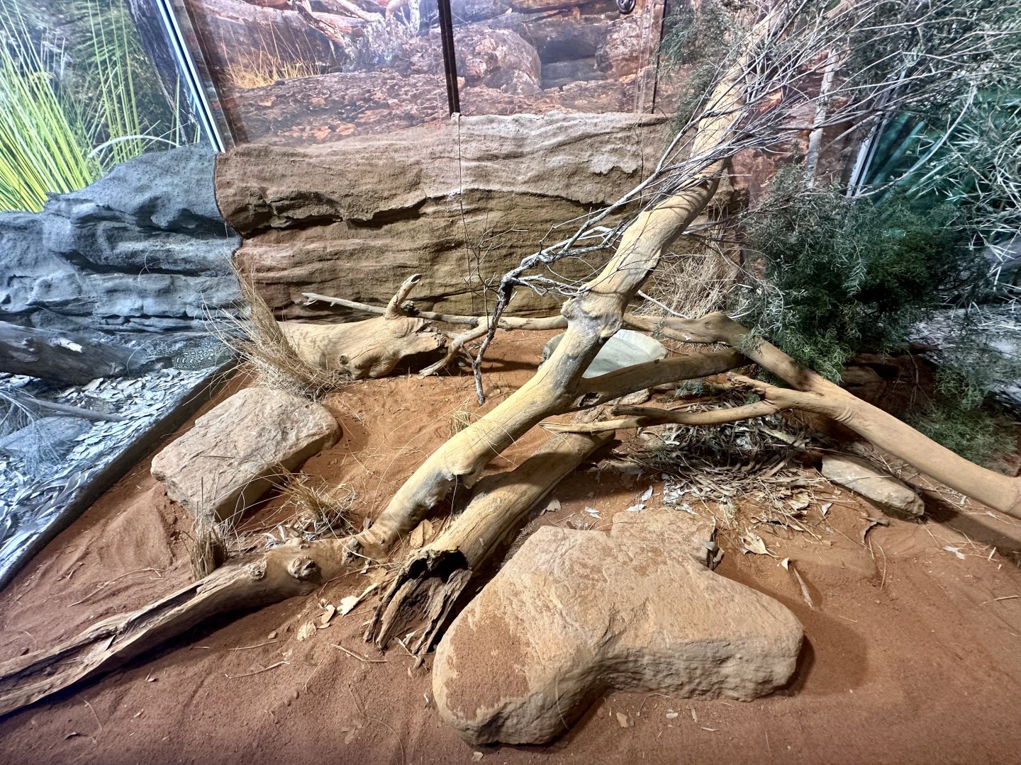 Centralian Carpet Python Exhibit