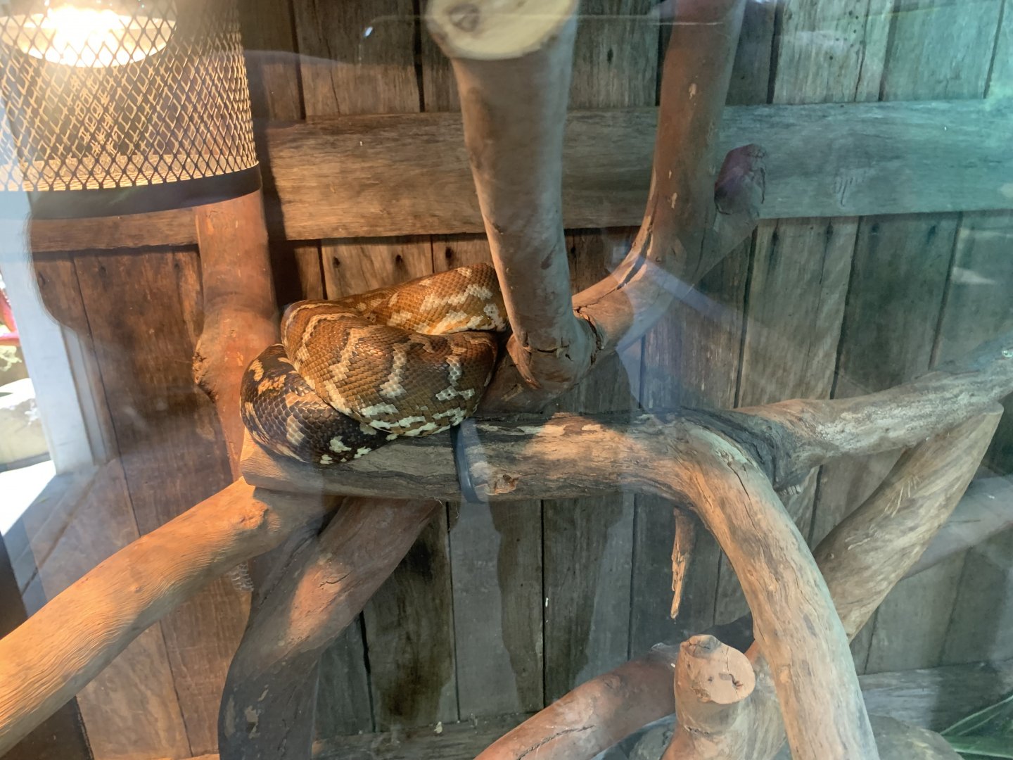 Centralian Carpet Python in the 'Dragon House'